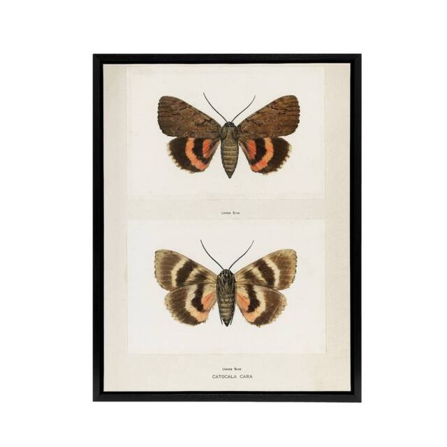 "Artery8 Darling Underwing Moth Illustration Denton Framed Canvas Wall Art in White - Size: W12"" x H16""" - image 1