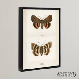 "Artery8 Darling Underwing Moth Illustration Denton Framed Canvas Wall Art in White - Size: W12"" x H16""" - thumbnail 2