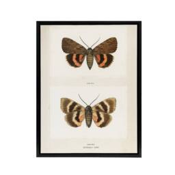 "Artery8 Darling Underwing Moth Illustration Denton Framed Canvas Wall Art in White - Size: W12"" x H16""" - thumbnail 1