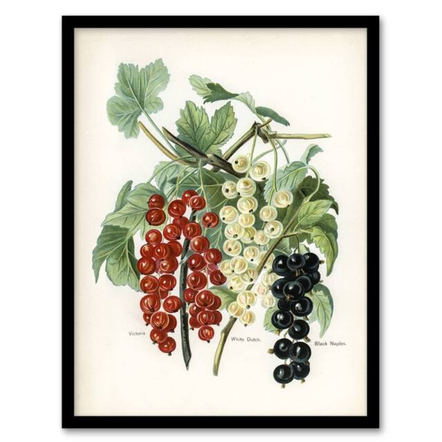 Artery8 Black Naples Victoria White Dutch Currants Wright Framed Art Print - Size: A4 - image 1