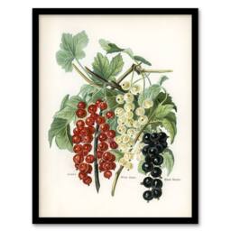 Artery8 Black Naples Victoria White Dutch Currants Wright Framed Art Print - Size: A4 - thumbnail 1