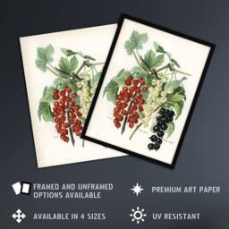 Artery8 Black Naples Victoria White Dutch Currants Wright Framed Art Print - Size: A4 - thumbnail 2