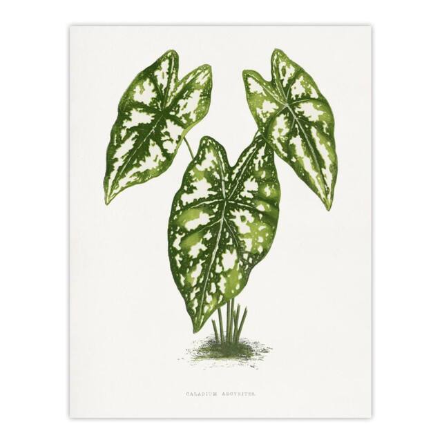 "Artery8 AF Lydon B Fawcett Caladium Humboldtii Leaves Wall Art Print in White - Size: W12"" x H16""" - image 1