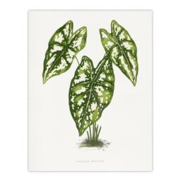 "Artery8 AF Lydon B Fawcett Caladium Humboldtii Leaves Wall Art Print in White - Size: W12"" x H16""" - thumbnail 1