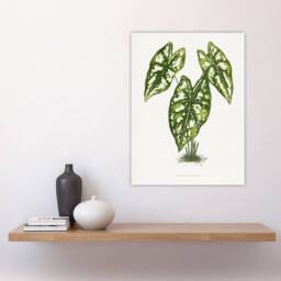 "Artery8 AF Lydon B Fawcett Caladium Humboldtii Leaves Wall Art Print in White - Size: W12"" x H16""" - thumbnail 4
