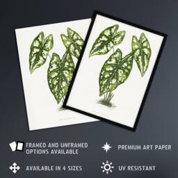 "Artery8 AF Lydon B Fawcett Caladium Humboldtii Leaves Wall Art Print in White - Size: W12"" x H16""" - thumbnail 2