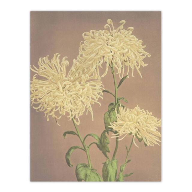 "Artery8 Three Yellow Chrysanthemum Vintage Japan Wall Art Print Kazumasa - Size: W12"" x H16""" - image 1