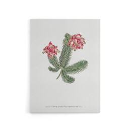 "Artery8 Francis Sansom Erica Glauca Elegans Flower Bloom Canvas Wall Art Print in White - Size: W12"" x H16""" - thumbnail 1