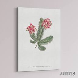 "Artery8 Francis Sansom Erica Glauca Elegans Flower Bloom Canvas Wall Art Print in White - Size: W12"" x H16""" - thumbnail 2