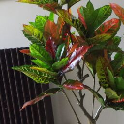 Leaf 130cm Artificial Codiaeum Multicoloured Tree in Green - thumbnail 4