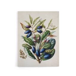 "Artery8 New Zealand Taraire Fruit Branch Featon Canvas Wall Art Print in Beige - Size: W12"" x H16""" - thumbnail 1