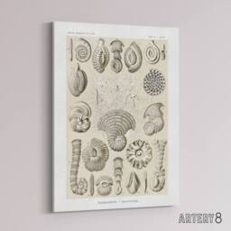 "Artery8 Thalamophora Vintage Marine Life Haeckel Canvas Wall Art in Beige - Size: W24"" x H32""" - thumbnail 2