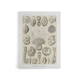 "Artery8 Thalamophora Vintage Marine Life Haeckel Canvas Wall Art in Beige - Size: W24"" x H32""" - thumbnail 1