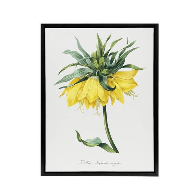 "Artery8 Yellow Crown Imperial Flower Redoute Black Framed Canvas Wall Art in White - Size: W12"" x H16""" - image 1