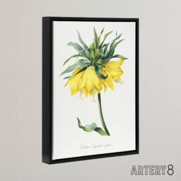 "Artery8 Yellow Crown Imperial Flower Redoute Black Framed Canvas Wall Art in White - Size: W12"" x H16""" - thumbnail 2