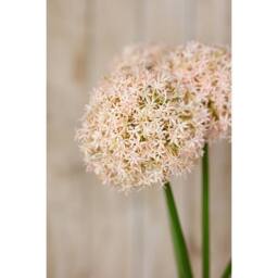 Lemon Pavilion Furniture and Decor Pink Medium Allium (Single Stem Flower) - L16 x W16 x H80 cm - Pink - thumbnail 5