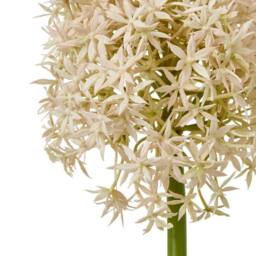 Lemon Pavilion Furniture and Decor Pink Medium Allium (Single Stem Flower) - L16 x W16 x H80 cm - Pink - thumbnail 2