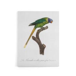 "Artery8 Female Plum Headed Parakeet Levaillant Canvas Wall Art Print in White - Size: W12"" x H16""" - thumbnail 1