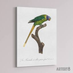 "Artery8 Female Plum Headed Parakeet Levaillant Canvas Wall Art Print in White - Size: W12"" x H16""" - thumbnail 2