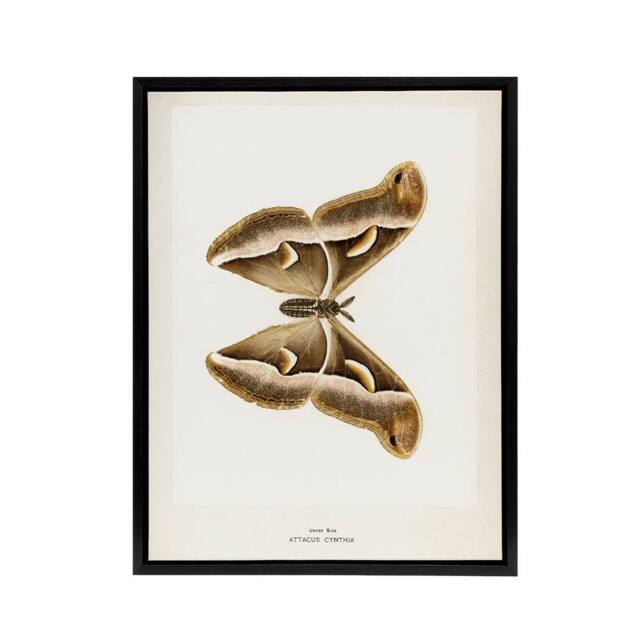 "Artery8 Ailanthus Silkmoth Vintage Illustration Denton Framed Canvas Wall Art in White - Size: W18"" x H24""" - image 1