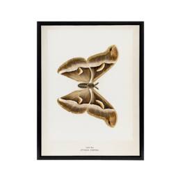 "Artery8 Ailanthus Silkmoth Vintage Illustration Denton Framed Canvas Wall Art in White - Size: W18"" x H24""" - thumbnail 1
