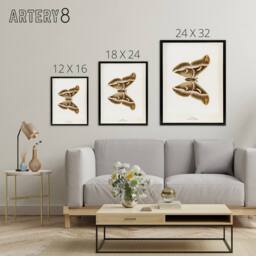 "Artery8 Ailanthus Silkmoth Vintage Illustration Denton Framed Canvas Wall Art in White - Size: W18"" x H24""" - thumbnail 4