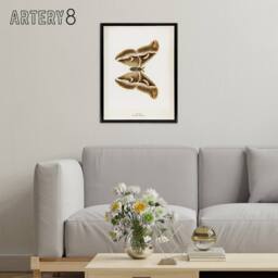 "Artery8 Ailanthus Silkmoth Vintage Illustration Denton Framed Canvas Wall Art in White - Size: W18"" x H24""" - thumbnail 3