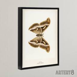 "Artery8 Ailanthus Silkmoth Vintage Illustration Denton Framed Canvas Wall Art in White - Size: W18"" x H24""" - thumbnail 2