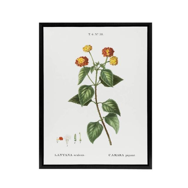 "Artery8 Lantana Plant Botanical Redoute Vintage Black Framed Canvas Wall Art in White - Size: W24"" x H32""" - image 1