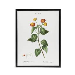 "Artery8 Lantana Plant Botanical Redoute Vintage Black Framed Canvas Wall Art in White - Size: W24"" x H32""" - thumbnail 1