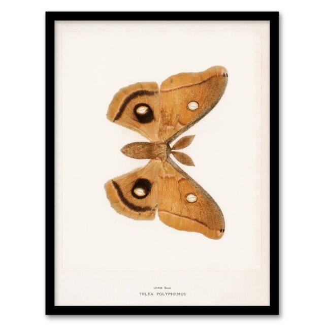 Artery8 Denton Framed Wall Art Print Polyphemus Moth Vintage Illustration in White - Size: A4 - image 1