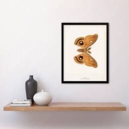 Artery8 Denton Framed Wall Art Print Polyphemus Moth Vintage Illustration in White - Size: A4 - thumbnail 2