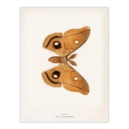 Artery8 Denton Framed Wall Art Print Polyphemus Moth Vintage Illustration in White - Size: A4 - thumbnail 3
