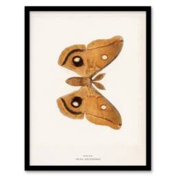 Artery8 Denton Framed Wall Art Print Polyphemus Moth Vintage Illustration in White - Size: A4 - thumbnail 1