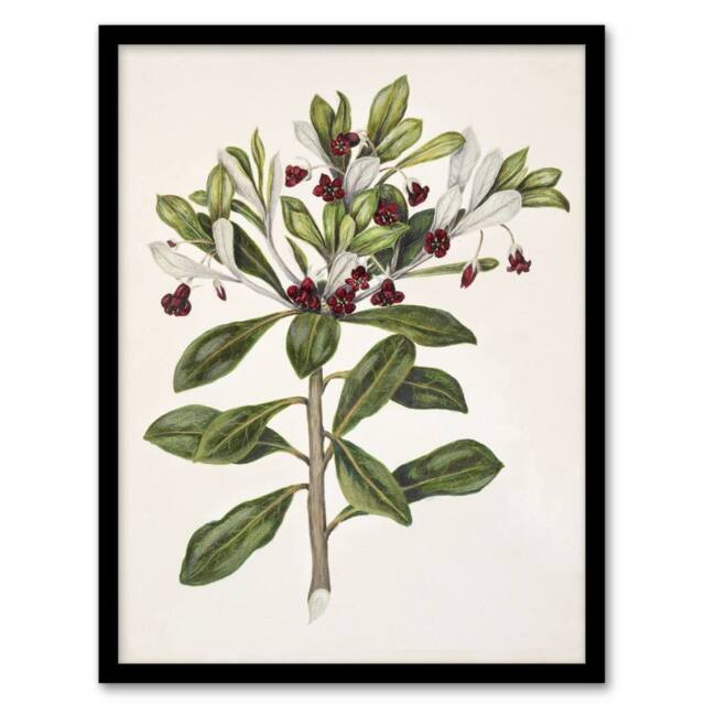 "Artery8 New Zealand Kohuhu & Karo Plant Featon Framed Wall Art Print in Beige - Size: W12"" x H16""" - image 1