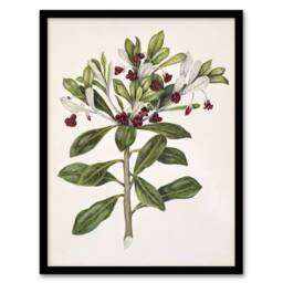 "Artery8 New Zealand Kohuhu & Karo Plant Featon Framed Wall Art Print in Beige - Size: W12"" x H16""" - thumbnail 1