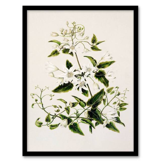 Artery8 Sarah Featon Framed Wall Art New Zealand Pikiarero White Clematis Flowers in Beige - Size: A4 - image 1