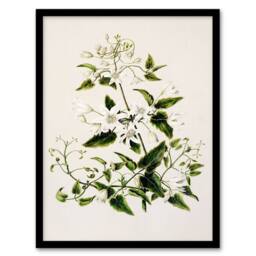Artery8 Sarah Featon Framed Wall Art New Zealand Pikiarero White Clematis Flowers in Beige - Size: A4 - thumbnail 1