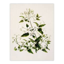 Artery8 Sarah Featon Framed Wall Art New Zealand Pikiarero White Clematis Flowers in Beige - Size: A4 - thumbnail 3