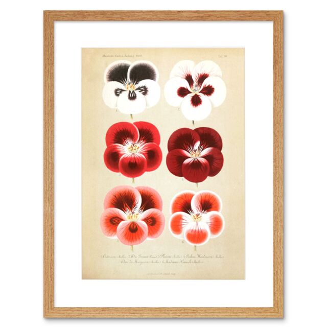 "Artery8 Wall Art Print Flower Plant Botany Red Pansies Art Framed 9x7 inch in Beige - Size: W7"" x H9""" - image 1