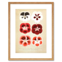 "Artery8 Wall Art Print Flower Plant Botany Red Pansies Art Framed 9x7 inch in Beige - Size: W7"" x H9""" - thumbnail 1