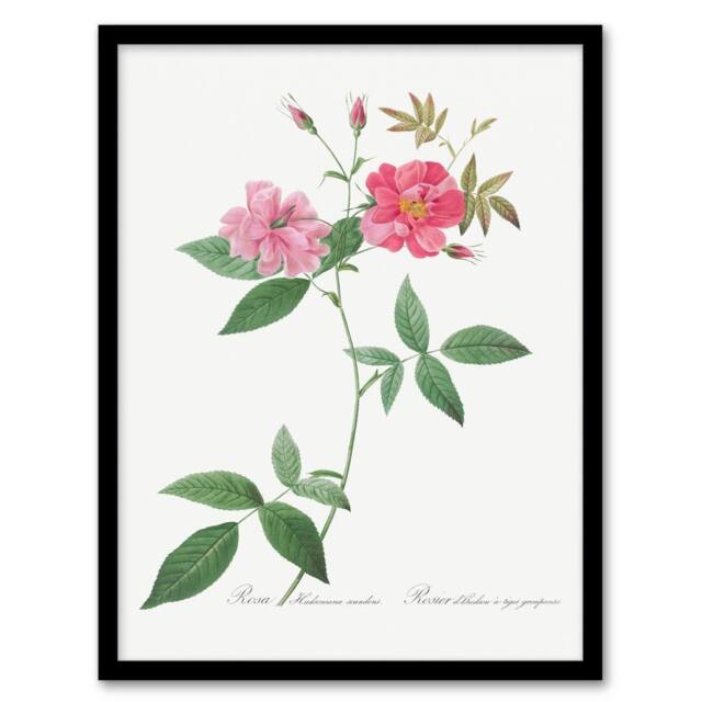 Artery8 Redoute Framed Wall Art Hudson Rosehip Vintage Botanical Illustration in White - Size: A4 - image 1