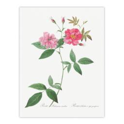 Artery8 Redoute Framed Wall Art Hudson Rosehip Vintage Botanical Illustration in White - Size: A4 - thumbnail 3