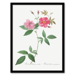Artery8 Redoute Framed Wall Art Hudson Rosehip Vintage Botanical Illustration in White - Size: A4 - thumbnail 1
