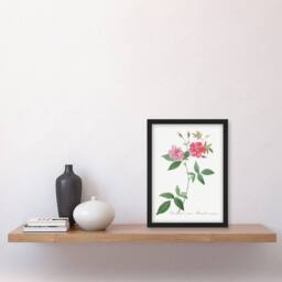 Artery8 Redoute Framed Wall Art Hudson Rosehip Vintage Botanical Illustration in White - Size: A4 - thumbnail 2