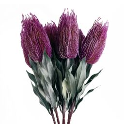 Leaf Pack of 6 x 75cm Banksia Menziesii Pink Flower Stem Artificial - Size: 6 x 75 cm - thumbnail 1