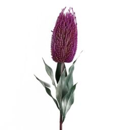 Leaf Pack of 6 x 75cm Banksia Menziesii Pink Flower Stem Artificial - Size: 6 x 75 cm - thumbnail 6