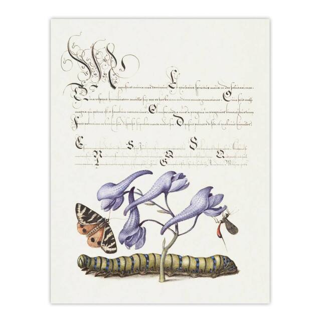 "Artery8 Butterfly Caterpillar & Flower Calligraphy Wall Art Poster Print in White - Size: W12"" x H16""" - image 1