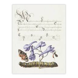 "Artery8 Butterfly Caterpillar & Flower Calligraphy Wall Art Poster Print in White - Size: W12"" x H16""" - thumbnail 1