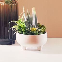 Orsina Fiori Mixed Succulents In Large Ceramic Pot in White - thumbnail 1